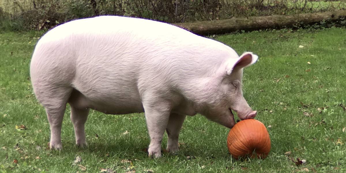 Esther-the-Wonderpig.jpg